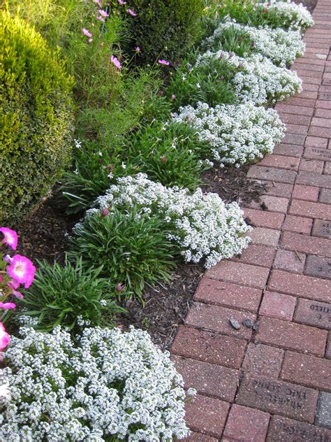 Sweet Alyssum Lobularia Maritima Rotary Botanical Gardens