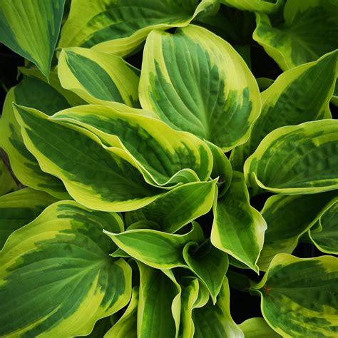 Hosta Wide Brim Future Forests