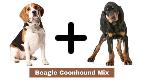 Beagle Coonhound Mix