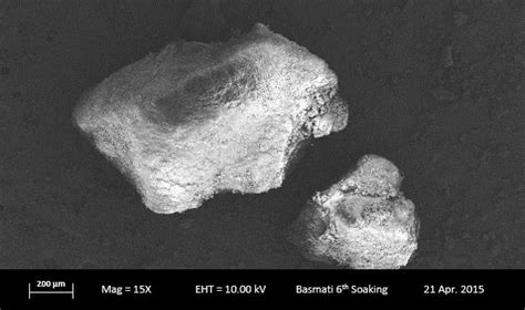 Scanning Electron Micrographs Of Unfermented Rice Grains A And First