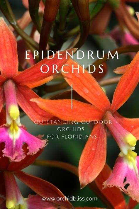 9 Best Orchids For South Florida Orchid Bliss