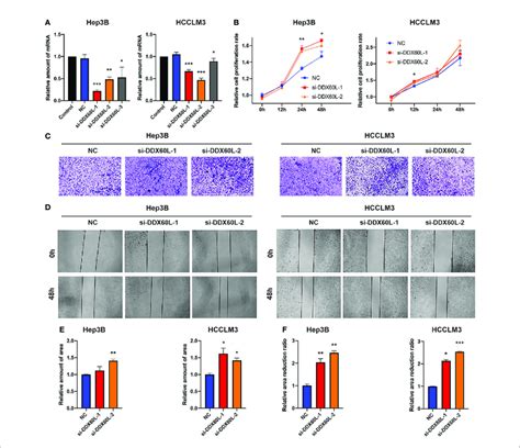 Ddx60l Inhibited The Proliferation Of Hep3b The Invasion And Download Scientific Diagram