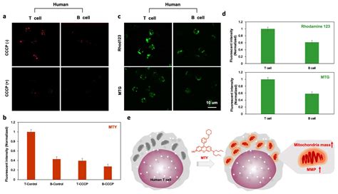 Cells Free Full Text Human T Cell Selective Fluorescent Probe