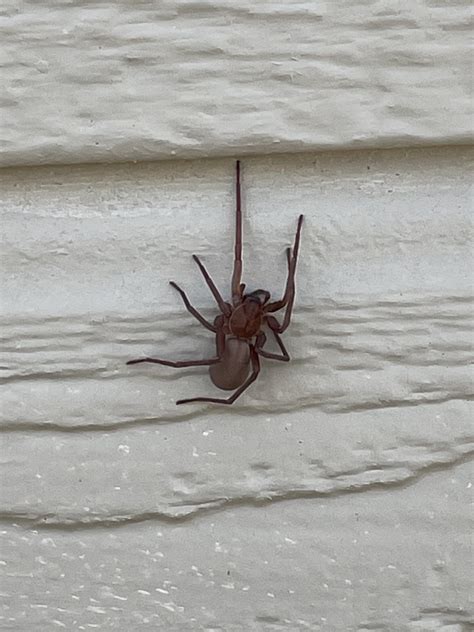 What Is This Spider Looks Like A Brown Recluse But We Supposedly Dont