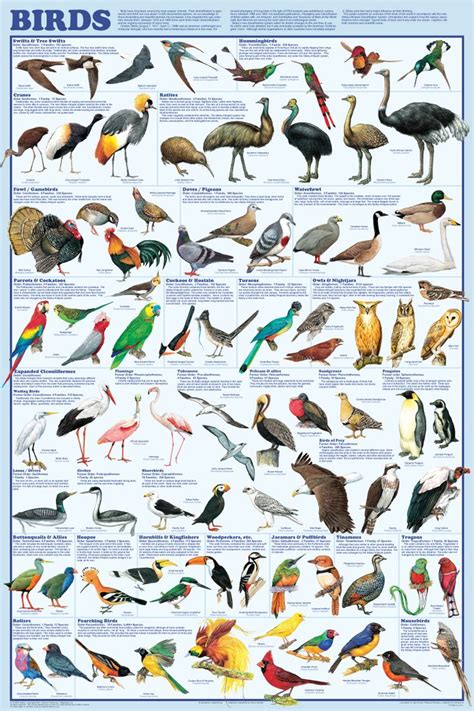 Printable Bird Classification Chart Bird Poster Bird Species Pet Birds