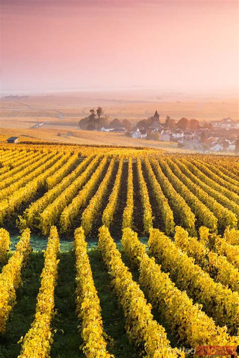 Vineyards In The Mist At Sunrise Oger Champagne France Royalty