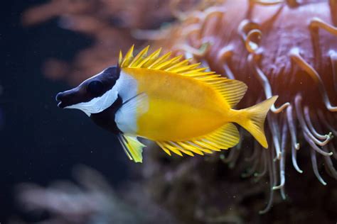 Yellow Reef Fish: 8 Species To Add To Your Aquarium