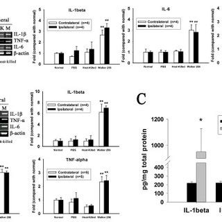 Changes of inflammatory cytokines IL 1β IL 6 TNF α mRNA level