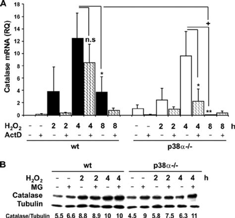 Atf 2 Is An Important Mediator Of P38 ␣ In The Induction Of Sod 2