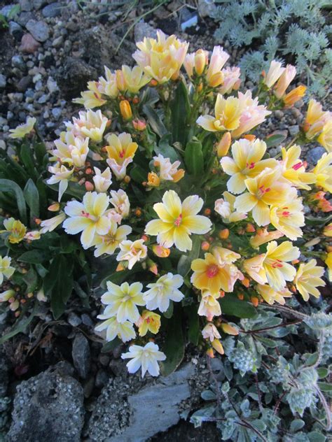 Lewisia Longipetala Little Mango Les Alpines Au Québec