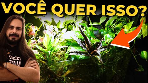 O SEGREDO DO AQUÁRIO DENSAMENTE PLANTADO Mr Betta YouTube