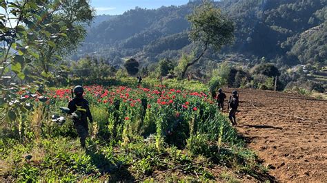 Hallan un sembradío de amapola en Tejutla San Marcos La Voz de Xela