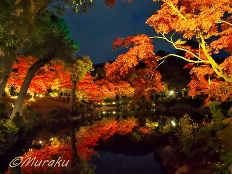 縮景園の紅葉ライトアップ（広島市） 夢楽の風まかせ