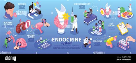 Isometric Endocrinologist Infographic With Endocrine System Adrenal