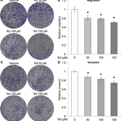 Rd Inhibited The Lung Metastasis Of Inoculated 4t1 Cells In Spontaneous