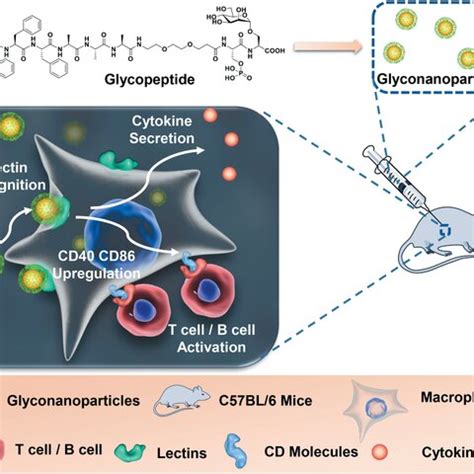 Characterization Of Selfassembly Nanoparticles A Size Distribution