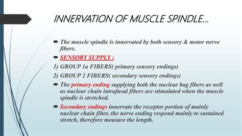 Muscle Spindle Golgi Tendon Organ Ppt