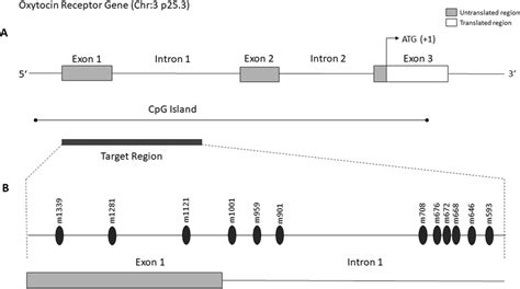 Schematic View Of The Oxytocin Receptor Gene A The Protein Coding