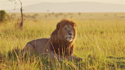 Male Lion Eating A Kill Of A Dead Zebra African Wildlife Safari