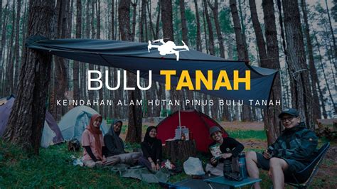 Keindahan Alam Hutan Pinus Bulu Tanah Lapri Yang Menakjubkan Dengan Dji