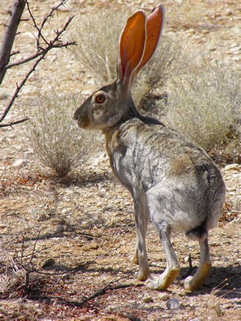 Desert Animals Pictures And Information