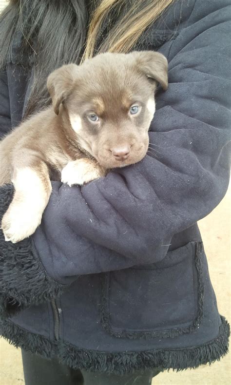 Rottweiler Husky Mix