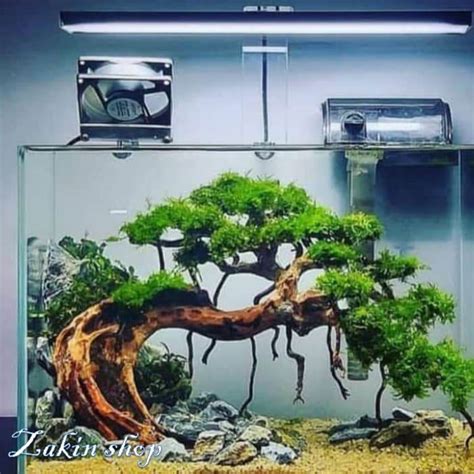 Pohon Bonsai Air Waru Doyong Untuk Aquarium Aquascape Lazada Indonesia