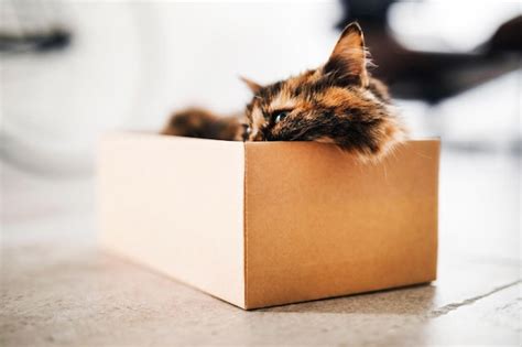 Premium Photo | A tortoiseshell cat napping in a small shoe box