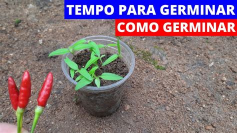 Quanto Tempo Leva Para Germinar Pimenta YouTube