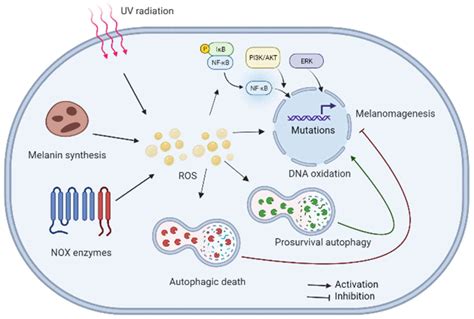 Role Of Rosmediated Autophagy In Melanoma Review