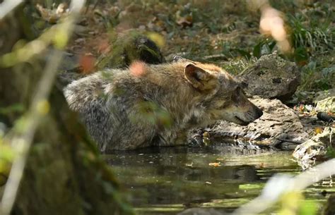 Attaques De Loup Dans Le Loiret La Psychose S Installe T Elle Dans La