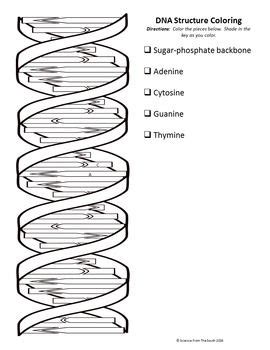 The Double Helix Worksheet