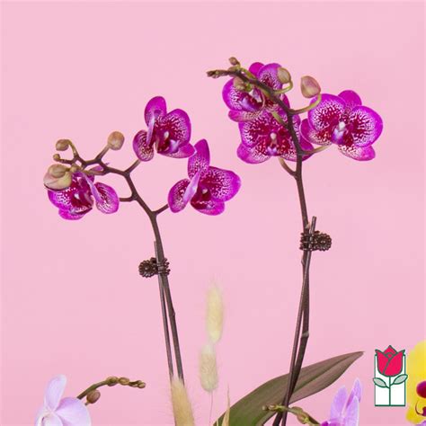 2 Stem Mini Phalaenopsis Orchid Plant Seasonal Color Varies In