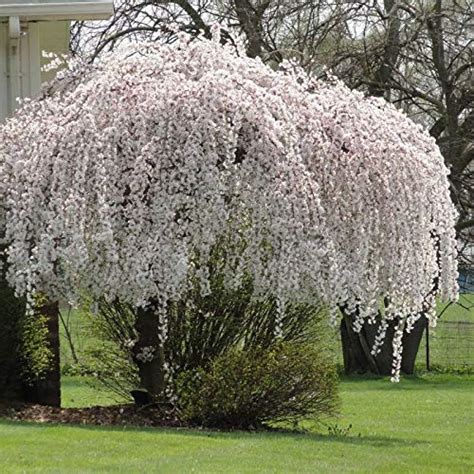 Buy Dwarf Weeping Cherry Tree 6 12 Tall In 3 Pot Prunus X Yeodensis