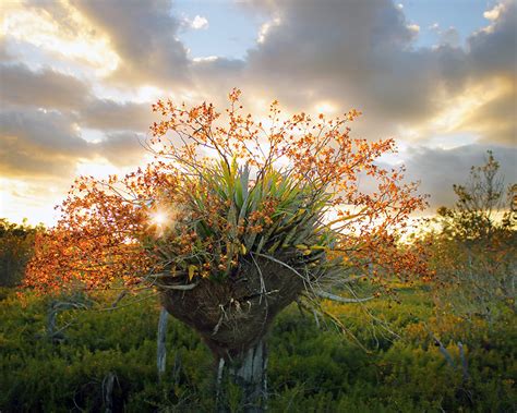 The Florida Native Orchid Blog Cowhorncigar Orchid Cyrtopodium