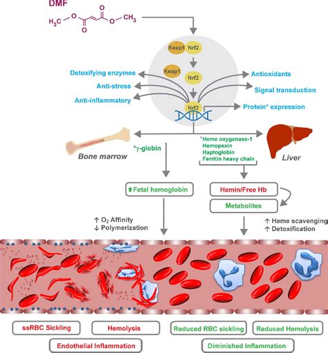 Figure From Dimethyl Fumarate Increases Fetal Hemoglobin Provides