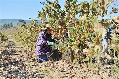 Your 2025 guide to Alentejo wine region | Winetourism.com