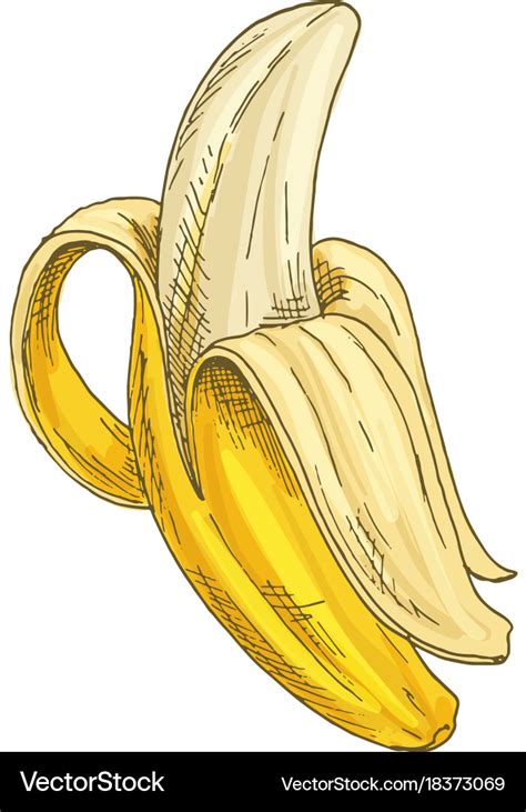 Banana Full Color Realistic Sketch Royalty Free Vector Image