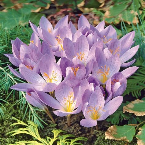 Krokusy Krokus Jesienny Cassiope 5 Szt Cebulki 12461731478