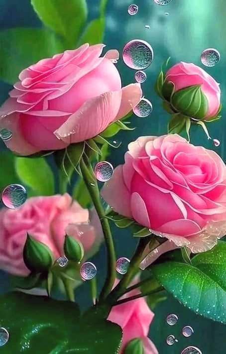 Three Pink Roses With Green Leaves And Water Droplets On The Petals Are