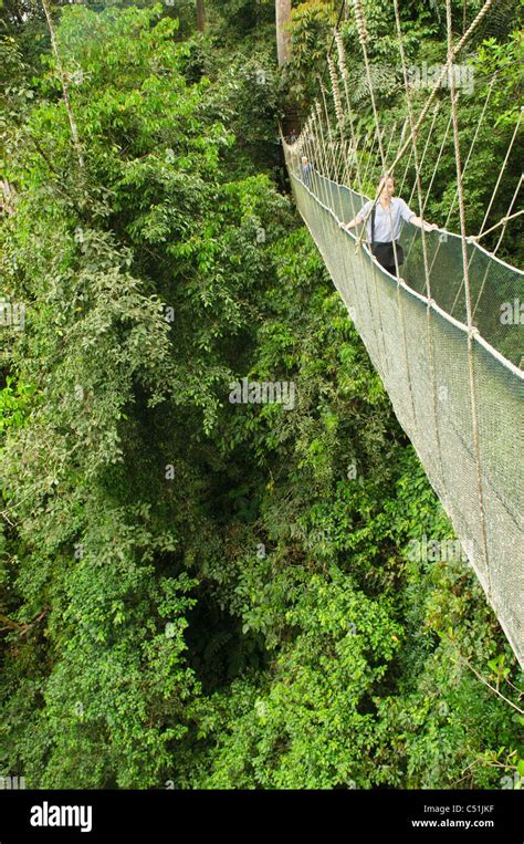 Enjoying A Jungle Canopy Walk At Poring Hot Springs In Sabah Borneo