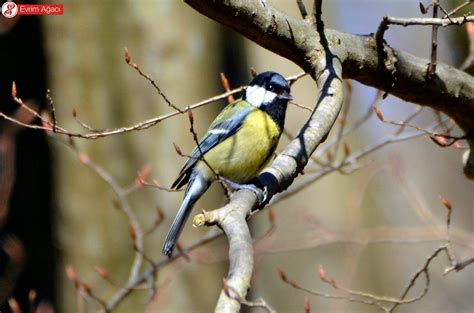 Büyük Baştankara Parus Major Evrim Ağacı