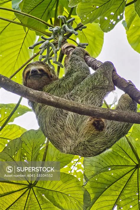 Pale Throated Sloth Bradypus Tridactylus Three Toed Sloth Tropical