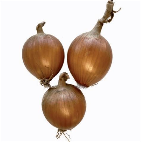 Saskia Agri Saaten