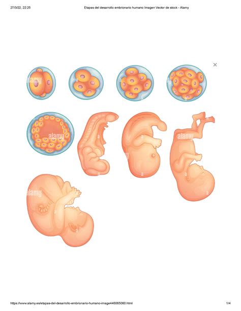 Etapas Del Desarrollo Embrionario Humano Imagen Vector De Stock Alamy Utilizamos Cookies