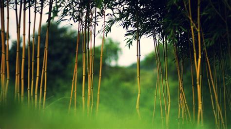 Bamboo HD Wallpapers - Top Free Bamboo HD Backgrounds - WallpaperAccess