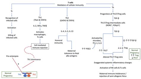 Role Of T Cells In Preeclampsia Tc Cytotoxic T Cells Th T Helper