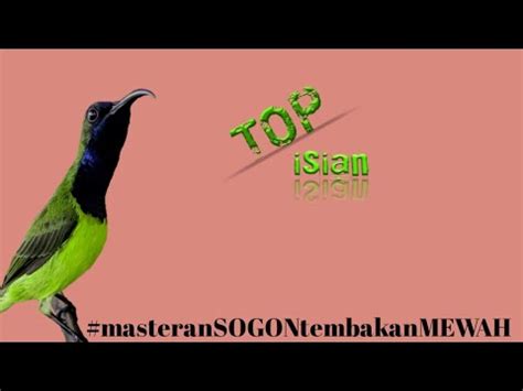 TOP ISIAN SOGON NEMBAK FULL GACOR MASTERAN MEWAH YouTube