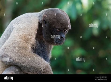 Brown Woolly Monkey Also Known As Common Woolly Monkey Or Humboldt S