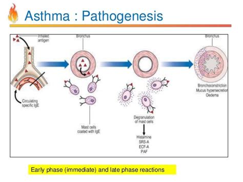 Pathology Of Copd